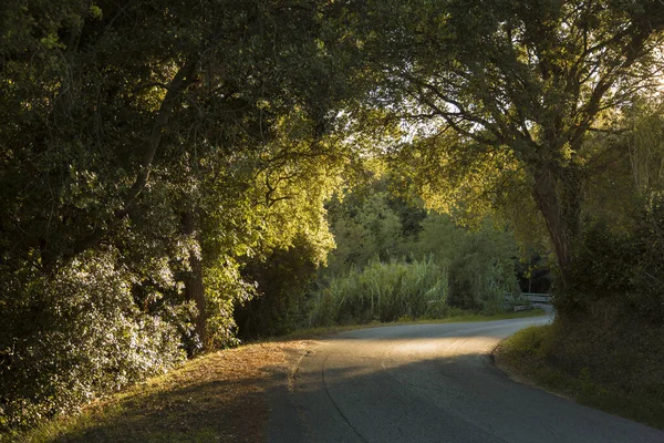 İtalya, Toskana 'da güzel ağaçların ortasında virajlı bir yol.