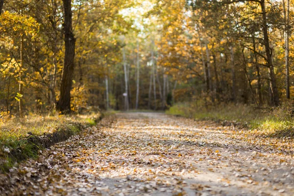 Parkta sonbahar yaprakları dökülüyor.