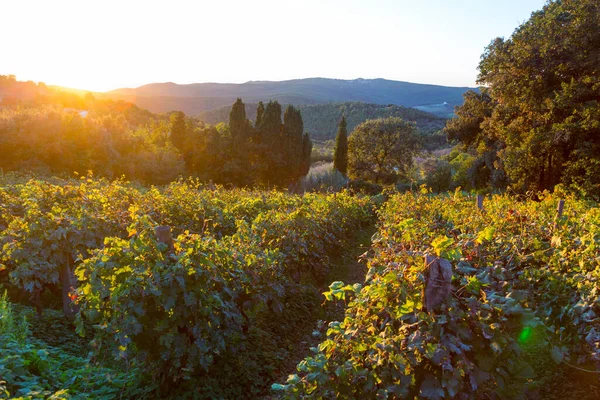 Winnica Winorośli Włoskiej Wsi Wschodzie Słońca Toskania Włochy Obrazy Stockowe bez tantiem