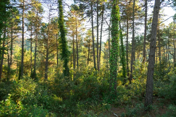 Zielony Las Rosnącym Bluszczem Jednym Drzewie Obrazek Stockowy
