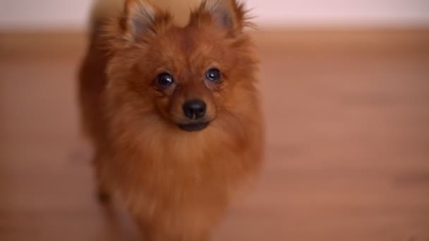 Kleine Jonge Schattige Hond Houten Vloer Kijkt Naar Camera — Stockvideo