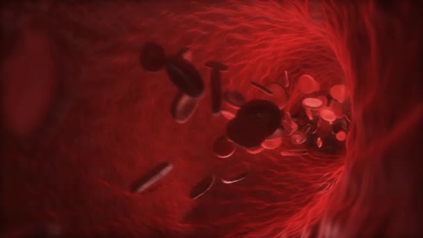 Globules Rouges Traversant Une Veine Une Artère — Video
