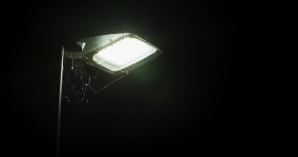 Led街路灯のクモの巣夜間に蚊や昆虫を明るいランプの上に飛ばす — ストック動画