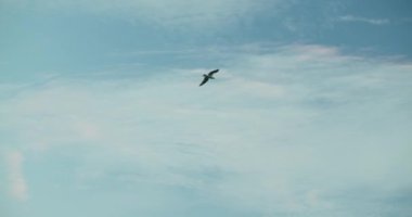 Mavi gökyüzünde uçan martılar. Rüzgarın hava akımında yüzen kuş sürüsü. Büyük martı denizin üzerinde süzülüyor..