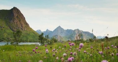 Güneşli bir günde göl ve dağlar manzaralı. Ön planda uzun otlar ve renkli çiçekler. Lofoten Adaları, Norveç fiyortlarının güzel doğası. Düşük açı görünümü.