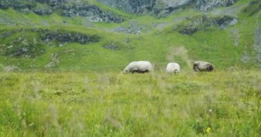 Küçük bir koyun sürüsü, güzel bir dağ manzarası arasında çitli bir çim tarlasında ot yiyor..