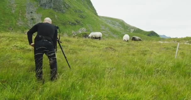 自然摄影师带着相机和三脚架 在绿色的长草中给羊拍照 — 图库视频影像