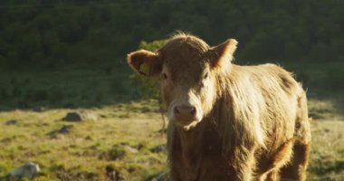 Kızıl saçlı ve boynuzları olmayan İskoçyalı sığır ineği Lofoten Adaları 'nda bir tarlada duruyor. Hayvan, sabah güneşinden gelen bir ışık tarafından parlak bir şekilde aydınlatılır. Norveç fiyortlarının otlak alanı.