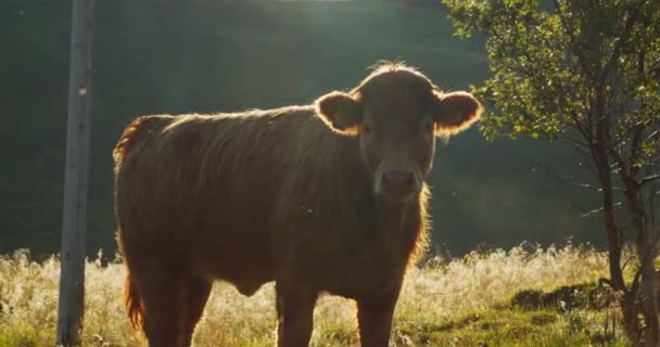 Horský Skot Kráva Rudými Vlasy Bez Rohů Stojící Poli Lofotenských — Stock video