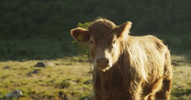 Vaca Bovina Das Terras Altas Com Cabelos Vermelhos Sem Chifres — Vídeo de Stock