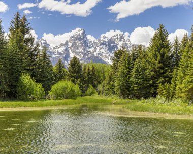 Wyoming 'de, Teton Dağları' ndaki Katedral Grubu 'nun zirveleri Grand Teton Ulusal Parkı' ndaki Schwabacher 's Landing' deki Yılan Nehri 'nin üzerinde yükselir.
