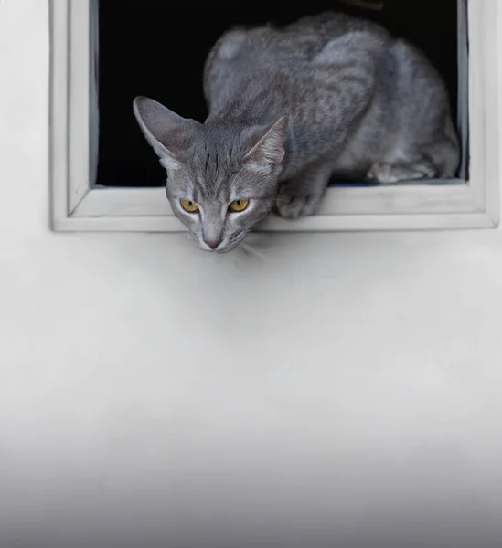 Pencereden Dışarı Bakan Meraklı Kedi — Stok fotoğraf