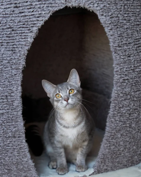 Neugierige Katze Schaut Aus Ihrem Haus Auf — Stockfoto