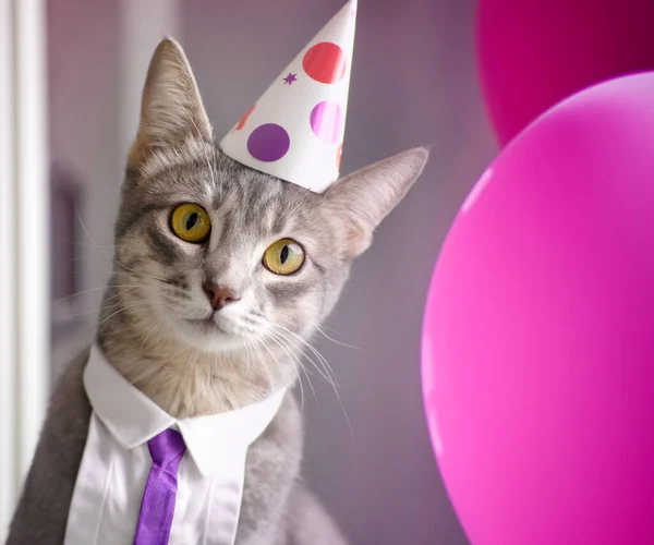 Grappig Kitten Bijwonen Feest Met Ballonnen — Stockfoto
