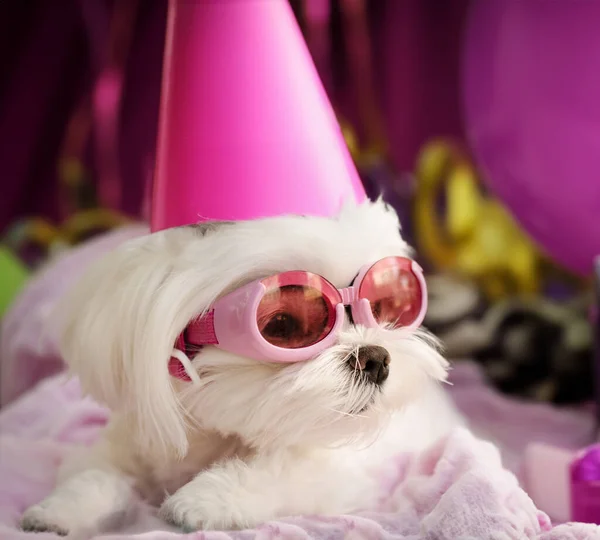 Leuke Puppy Dog Party Tijd — Stockfoto
