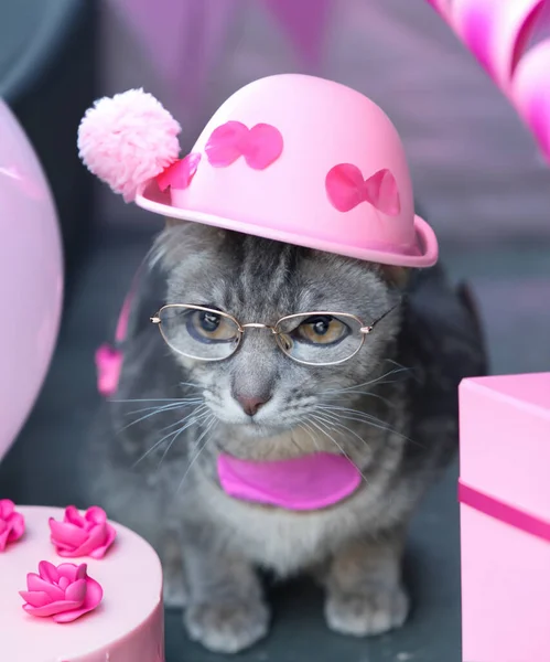 Lindo Gato Elegante Rosa Tiempo Fiesta Cada Vez Más Viejo —  Fotos de Stock