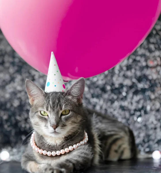 Posh Cat Party Event Μπαλόνια Glitter Και Μαργαριταρένιο Κολιέ Φωτογραφία Αρχείου