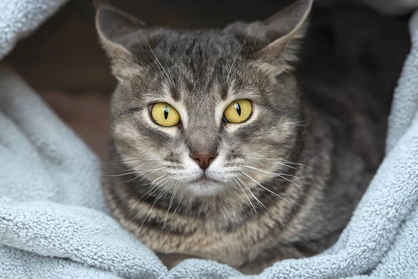 Großaufnahme Von Katze Mit Ausdrucksstarken Augen Warm Und Gemütlich — Stockfoto