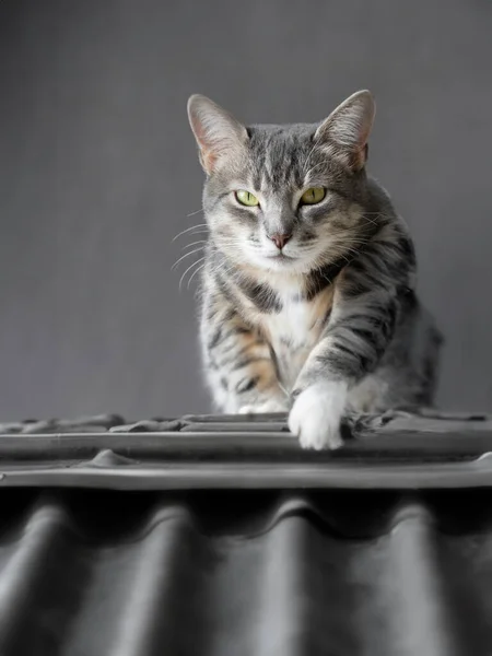 猫在炽热的铁皮屋顶上 可爱的小猫在屋顶上散步 免版税图库照片