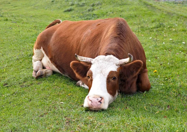 Vaca Lechera Descansando Prado — Foto de Stock