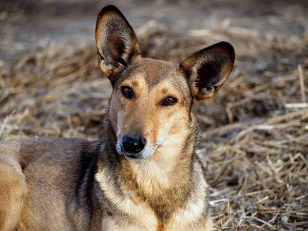 Saman Arka Planında Büyük Kulakları Olan Sevimli Kırmızı Köpek — Stok fotoğraf