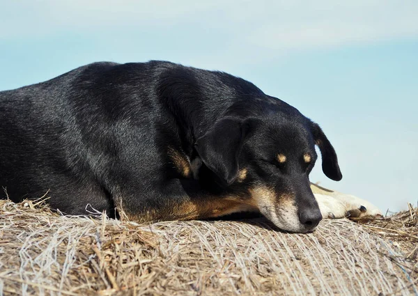 Старая Чёрная Собака Лежит Соломе — стоковое фото