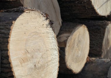 Bir kereste fabrikasında meşe sandığı yığını