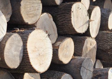 Birkaç meşe ağacı testeresi sandığı kapanıyor.