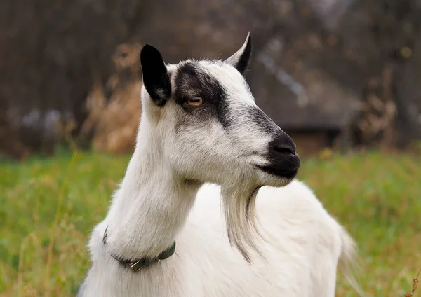 Domestic Goat Background Autumn Pasture — Stock Photo, Image