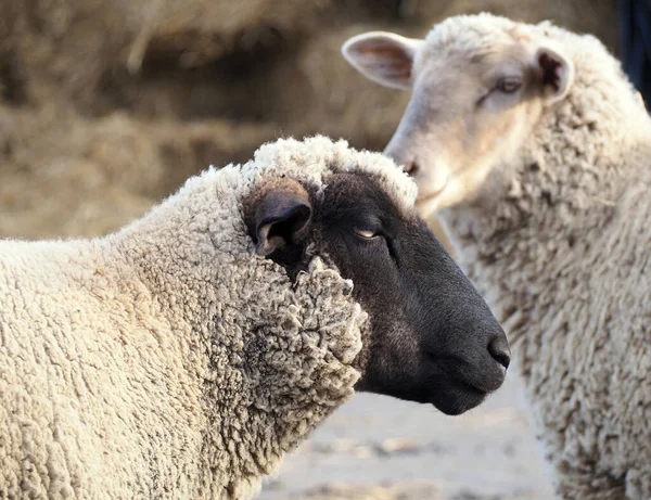 Retrato Duas Ovelhas Fundo Natural — Fotografia de Stock