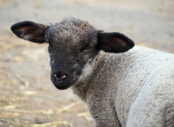 自然を背景に子羊の肖像画 — ストック写真