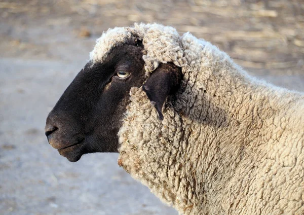 自然を背景に羊の頭を窒息 — ストック写真
