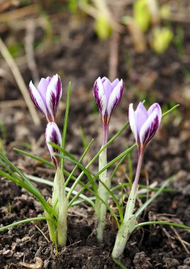 Bahar çiçekleri boyunca çok güzel botanik timsahları.