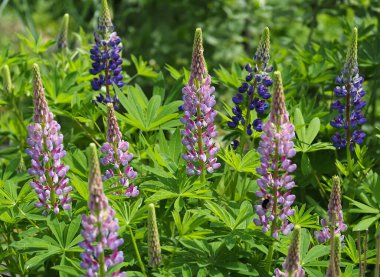 Gün ışığında çiçek açan lupinler.