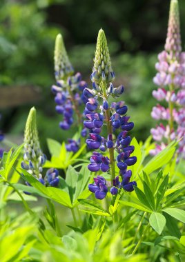 Doğal bir arka planda Lupine infloresans