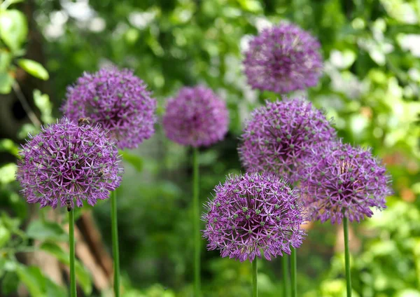 Kwiaty Czosnku Dekoracyjnego Naturalnym Tle — Zdjęcie stockowe