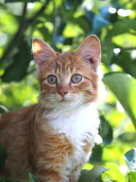 Ağaç Yapraklarının Arka Planında Kırmızı Tekir Kedi Yavrusu — Stok fotoğraf