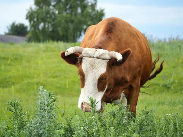 Fett Mjölkko Betar Grön Äng — Stockfoto