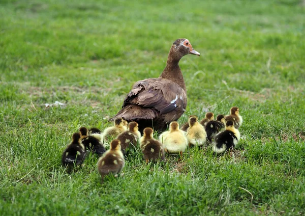 Muscovy Duck Brood Ducklings Meadow — Stock Photo, Image