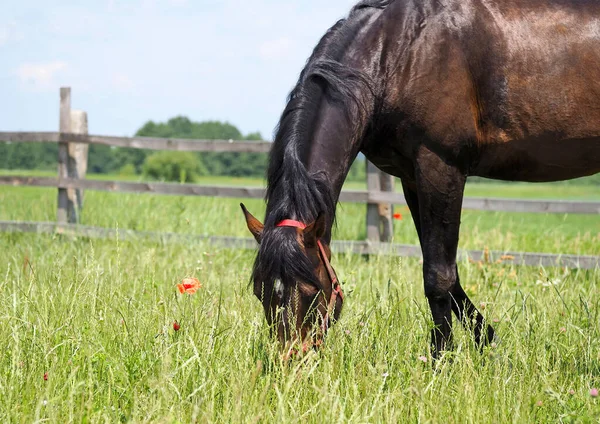 纯种马在围场里吃草 — 图库照片