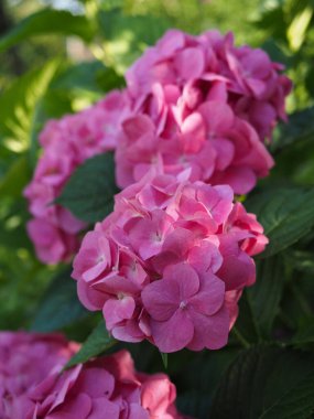 Pembe ortanca makrofili çiçekleri.