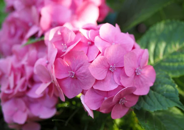 Великолепное Цветение Розовой Гортензии Макрофилы — стоковое фото