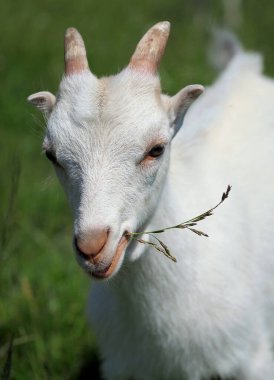 Yeşil çayır arka planında beyaz bir çocuğun portresi