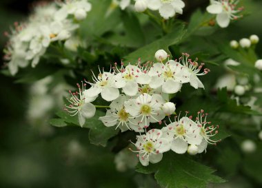 Hawthorn baharda bahçede çiçek açar.