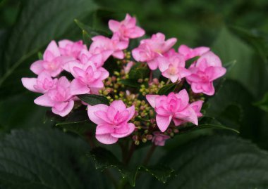 Çiçek açarken popüler bir bahçe ortancası çeşidi