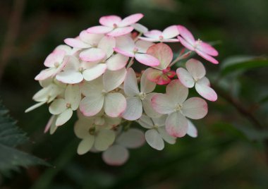 Popüler bir ortanca çeşidinde sonbahar renk değişimi paniğe yol açar