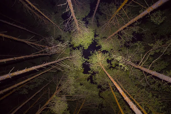 高い松の木の森の上の夜空のオリオン座 — ストック写真