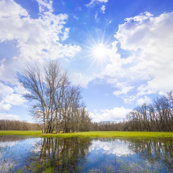Зелений Затоплений Корм Сцена Хмарне Небо Відображається Ставку — стокове фото