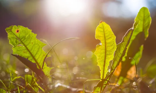 Zbliżenie Zielone Rośliny Wzrost Polanie Lasu Świetle Blasku Słońca Piękne — Zdjęcie stockowe
