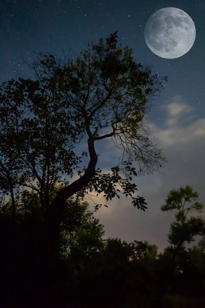 Ночной Лес Звездном Небе Глупой Луной Ночь Свежем Воздухе — стоковое фото